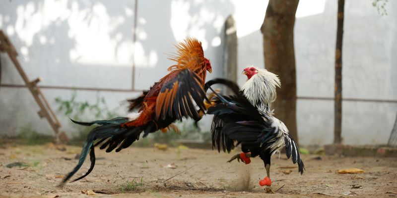 Đá Gà Cựa Dao - Đại Chiến Kê Đỉnh Cao Bùng Nổ Tại 23Win Kinh nghiệm cần biết về trực tiếp cựa dao