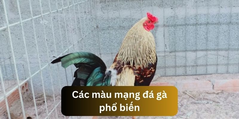 Màu Mạng Đá Gà: Bí Kíp Xem Chuẩn, Thắng Lớn Mọi Kèo Tìm hiểu về các màu mạng được đánh giá cao