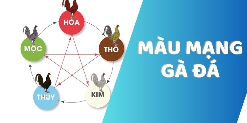 Màu Mạng Đá Gà: Bí Kíp Xem Chuẩn, Thắng Lớn Mọi Kèo Nắm bắt những bí quyết chọn màu mạng
